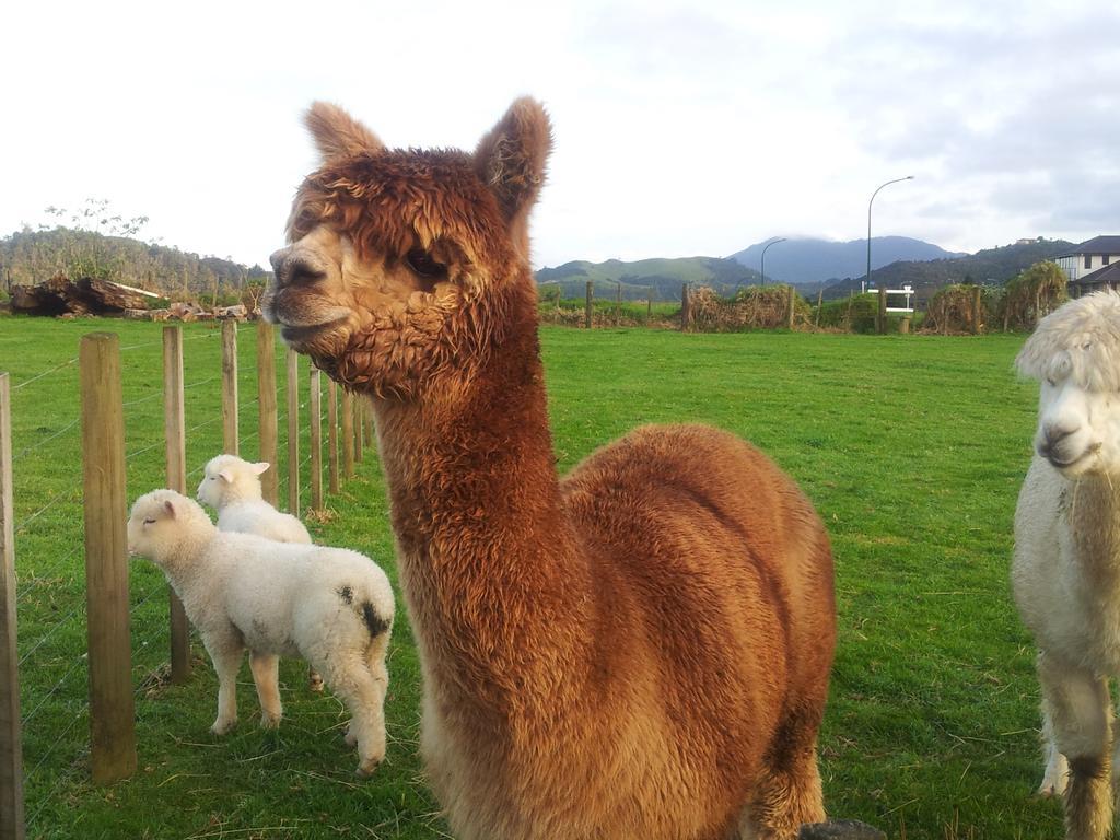 The Little Farm Coromandel Ξενοδοχείο Εξωτερικό φωτογραφία