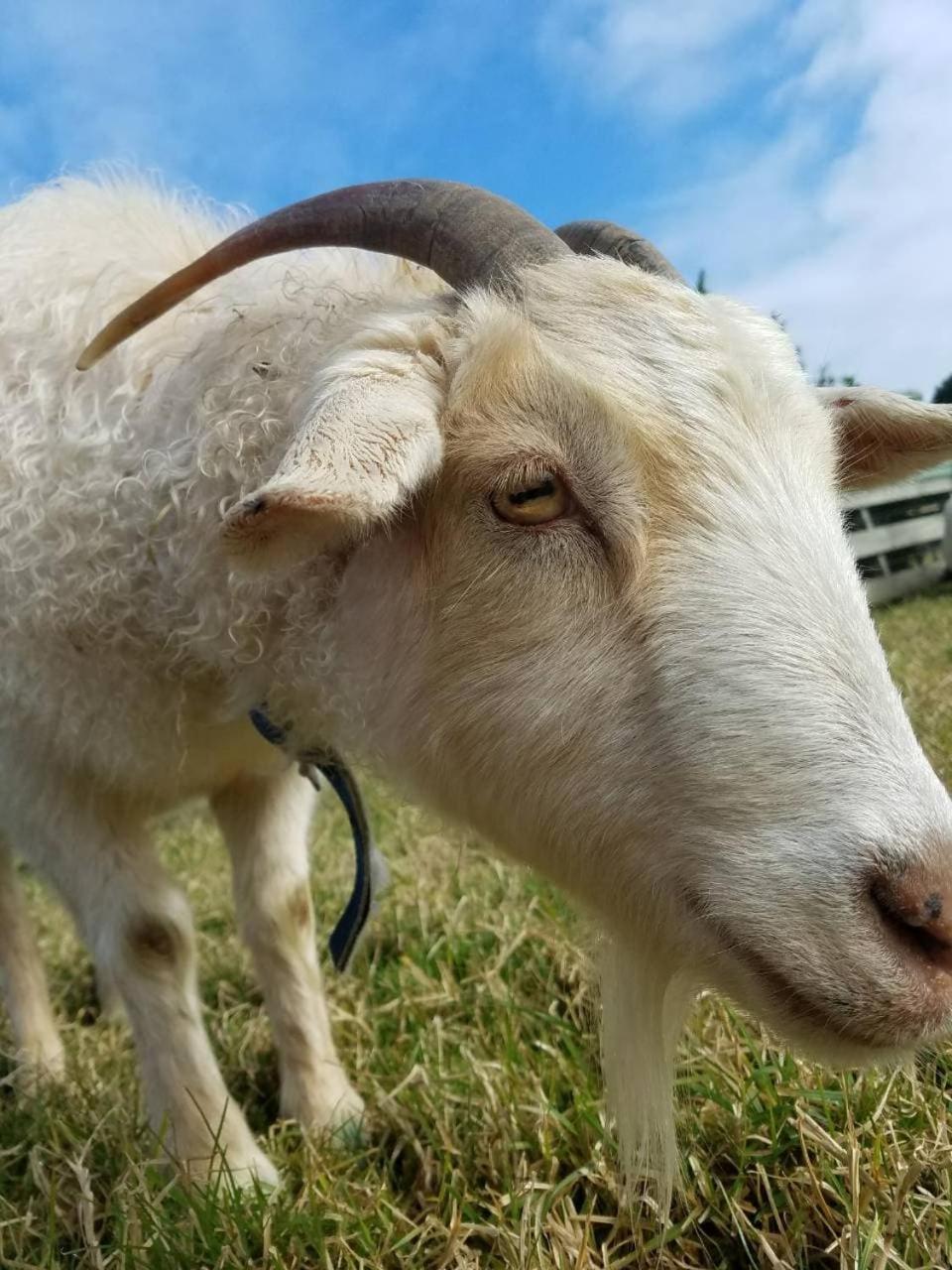 The Little Farm Coromandel Ξενοδοχείο Εξωτερικό φωτογραφία