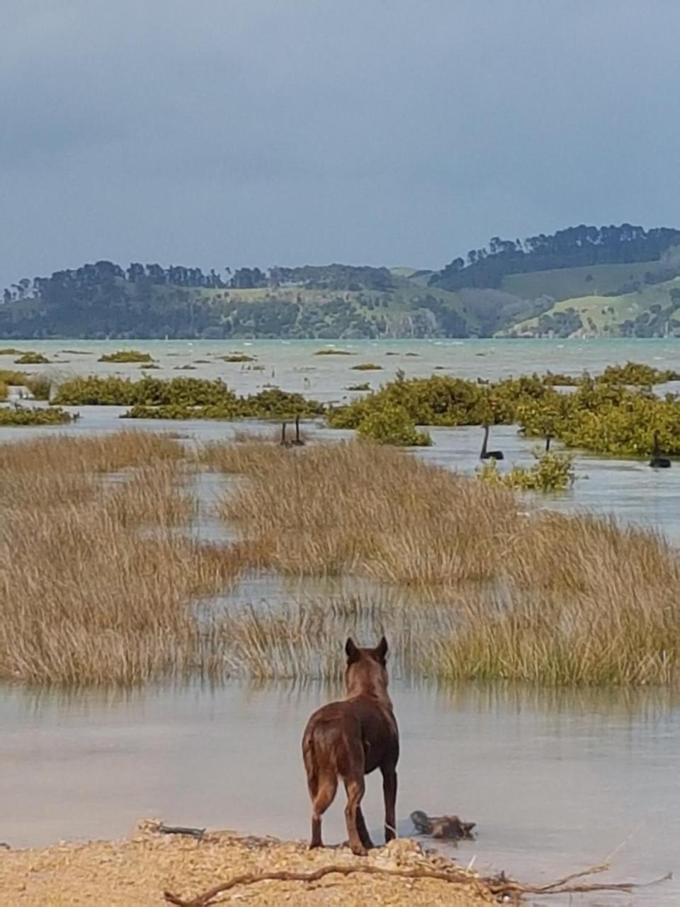 The Little Farm Coromandel Ξενοδοχείο Εξωτερικό φωτογραφία