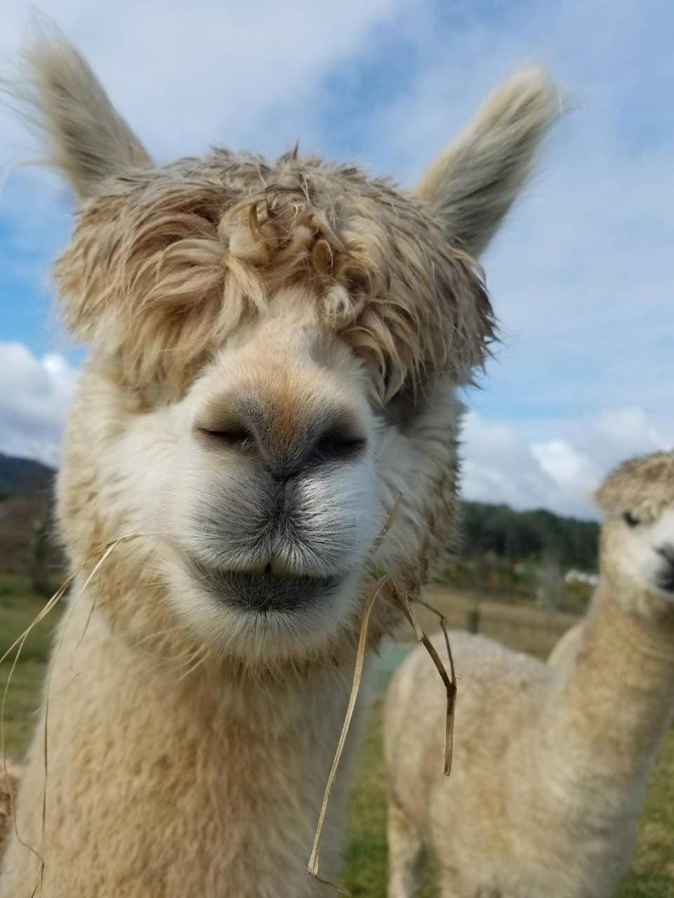The Little Farm Coromandel Ξενοδοχείο Εξωτερικό φωτογραφία